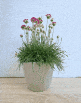 a potted plant with purple flowers and green leaves