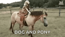 Pony Dog Faced GIF - Pony Dog Faced Dog GIFs