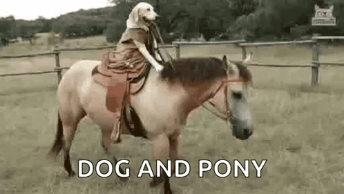 pony-dog-faced.png