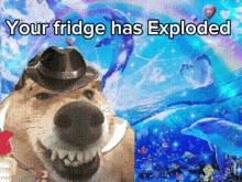 a dog wearing a hat with the words your fridge has exploded below it