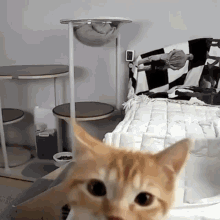 Cat Glass GIF - Cat Glass Punch Camera GIFs