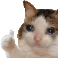 a close up of a cat giving a thumbs up sign .