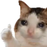 a close up of a cat giving a thumbs up sign .