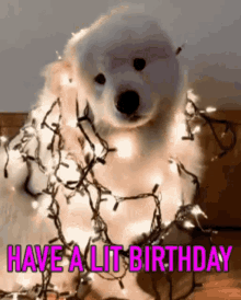 Puppy Cute GIF - Puppy Cute Have A Lit Birthday GIFs