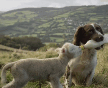 Cute Dogfeeding GIF - Cute Dogfeeding Goat GIFs