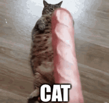 Cat Baguette GIF - Cat Baguette Bread GIFs