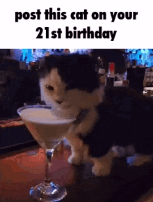 Cat Alcohol GIF - Cat Alcohol 21 GIFs