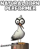 a cartoon of a seagull standing on a wooden post with the words natural born performer below it