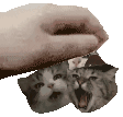 ลูบหัวสามแมว หยําหัวสามแมว Sticker