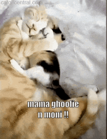 ghoofie mama ghoofie moni i love you mom kitty