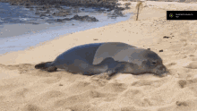 Seal Farts GIF