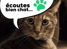 Ecoutes Bien Chat Chat GIF - Ecoutes Bien Chat Chat Ecoutes GIFs