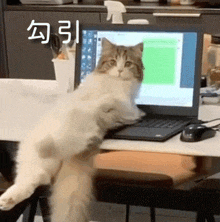 a cat sitting on a desk in front of a laptop computer