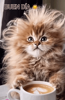 a fluffy kitten is sitting next to a cup of coffee and the words buen dia are above it