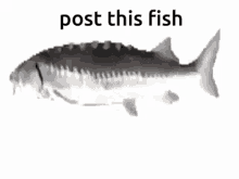Post This Fish GIF - Post This Fish GIFs