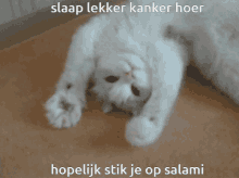 kanker kanker kat kat kanker poes kanker kanker poes