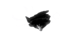 Beyblade Burst GIF - Beyblade Burst Evolution GIFs