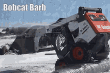 bobcat barb