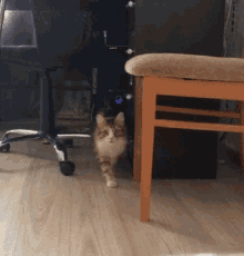 Cat Strut GIF - Cat Strut Funny Animals GIFs