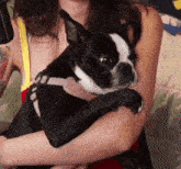 a woman is holding a small black and white dog in her arms