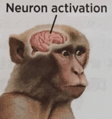 a close up of a monkey 's head with a brain in it .