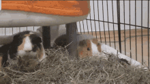 three guinea pigs in a cage with hay