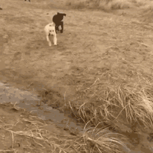 Labrador Puppy GIF - Labrador Puppy Jump GIFs