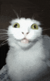 a close up of a white cat 's face with yellow eyes