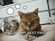 Missing My Bestfriend Sad GIF - Missing My Bestfriend Sad Cat GIFs