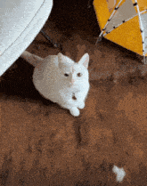 a white cat with a bell around its neck is sitting on a brown rug