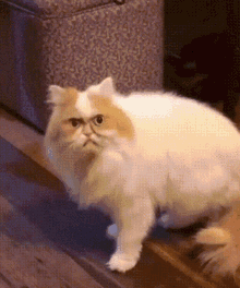 Cat Angry Angry Cat GIF - Cat Angry Angry Cat Cat GIFs