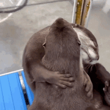 Hug Otter GIF - Hug Otter Nutria GIFs