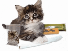 a small kitten is laying next to a bag of marijuana