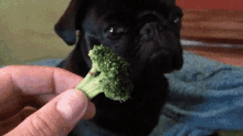 Dog Broccoli GIF - Dog Broccoli Wow GIFs