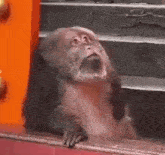 a monkey with a beard is sitting on a staircase .