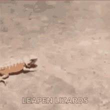 Scared Leapen Lizard GIF