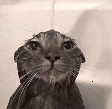 a cat is taking a bath in a bathtub and looking up at the water
