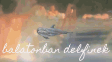 Delfin Delfinek GIF - Delfin Delfinek Balaton GIFs