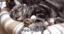 two cats are sleeping on top of each other on a blanket .