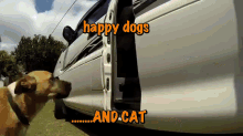 Dogs🐩🐕 GIF - Dogs Cat Pets GIFs
