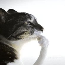 a black and white cat is licking its paw .
