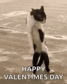 Cat Dancing GIF - Cat Dancing Funny Animals GIFs