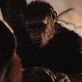 Planet Of The Apes Caesar GIF