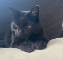 a close up of a black cat laying on a couch