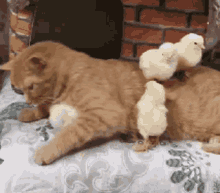 Chickens Cat GIF - Chickens Cat Cute Cat GIFs