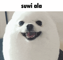 a small white dog is smiling with the caption suwi ala
