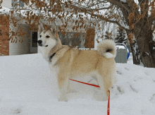 Hadassa Allison Zarya The Laika GIF - Hadassa Allison Zarya The Laika Dog On Snow Hill GIFs