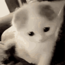 Byuntear Sad GIF - Byuntear Sad Cat Sad GIFs