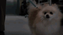 Hospital Walking Out The Dogs GIF - Hospital Walking Out The Dogs Walking GIFs