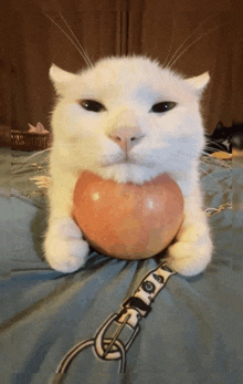 Funny Cat Apple GIF - Funny Cat Cat Apple GIFs